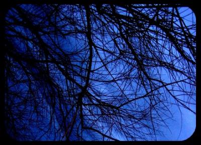 20070307001045-arbol-santander.jpg