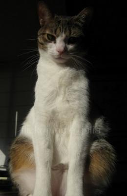 20081125232537-fipeq.jpg