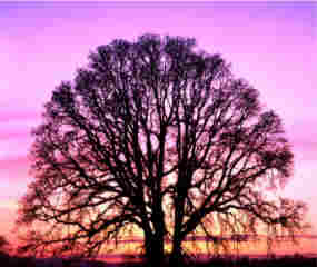 oak-trees.jpg