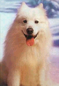 samoyedo1.jpg