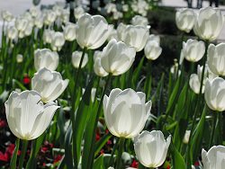 tulipanes_blancos.jpg